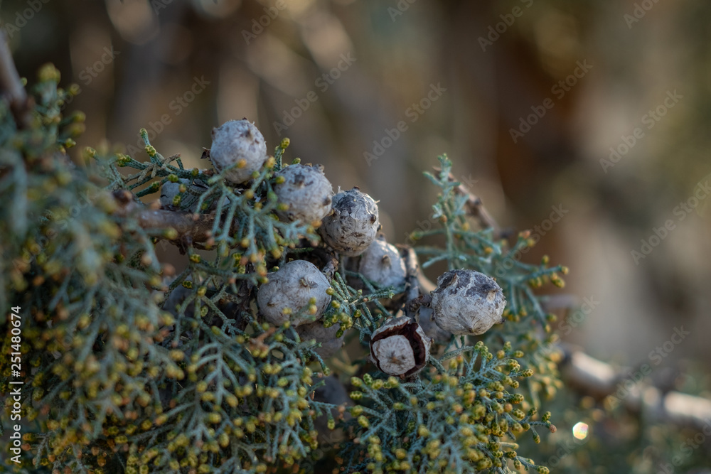Obraz premium Juniper