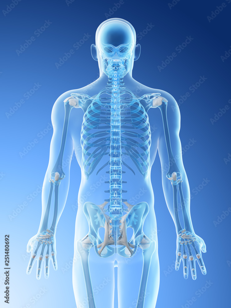 3d rendered illustration of a mans skeletal back 3d rendered illustration of a mans skeletal back