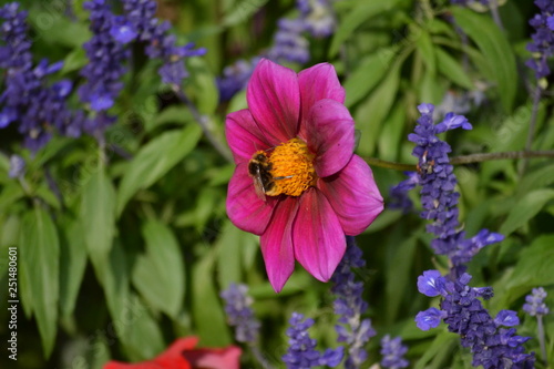 Bee in the flower
