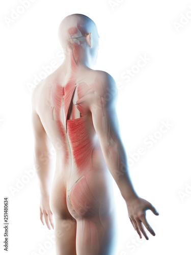3d rendered illustration of a mans muscles of the back