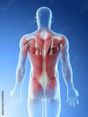 Obraz na plátně 3d rendered illustration of a mans muscles of the back