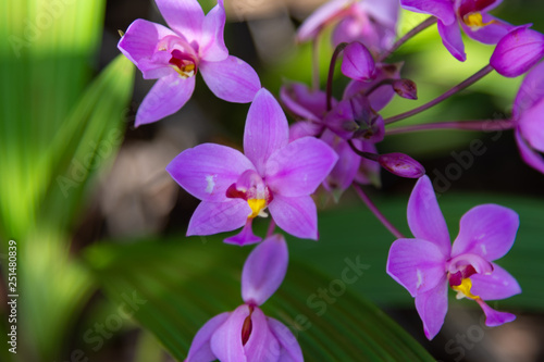 pink orchid flowers in wild filed