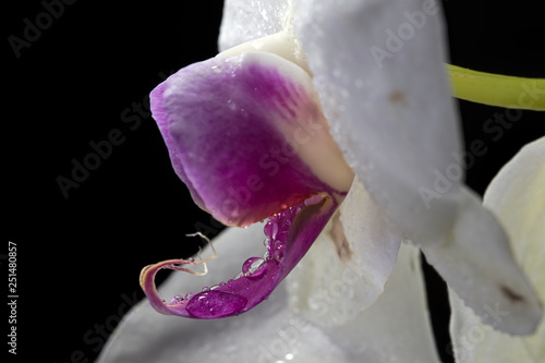 Water droplets on part of an orchid.