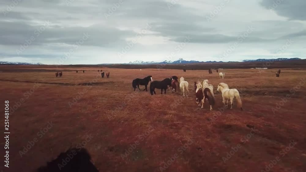 Horses Running in Open Field Horses Running in Open Field