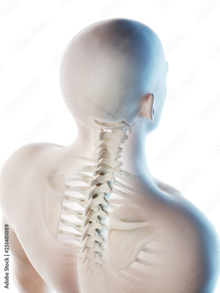 3d rendered illustration of a mans skeletal neck