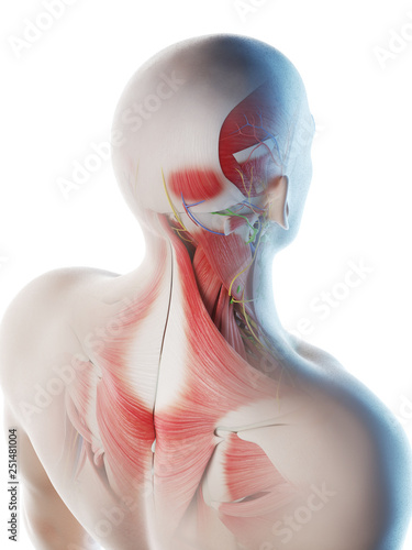 Fotografie, Obraz 3d rendered illustration of a mans muscular back and neck