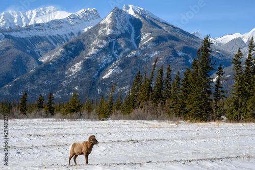A Ram  Ovis canadensis   Jasper National Park  Alberta  Canada