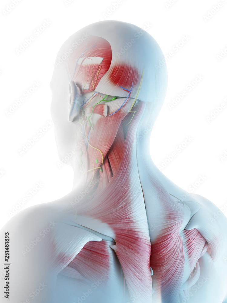 3d rendered illustration of a mans muscular anatomy of the head and neck