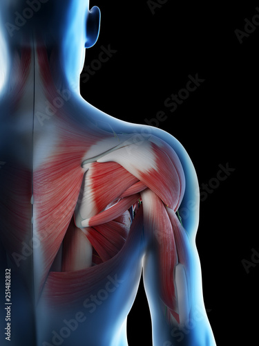3d rendered illustration of a mans anatomy of the shoulder