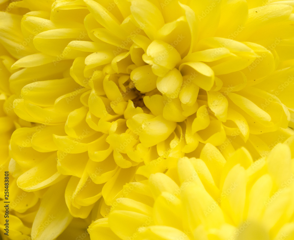 Close up of yellow flower for decorated wall paper Close up of yellow flower for decorated wall paper