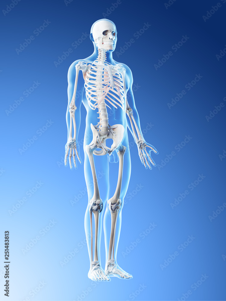 3d rendered illustration of a mans skeleton and ligaments