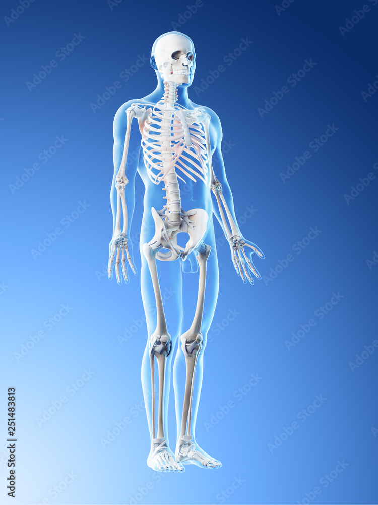 3d rendered illustration of a mans skeleton and ligaments 3d rendered illustration of a mans skeleton and ligaments
