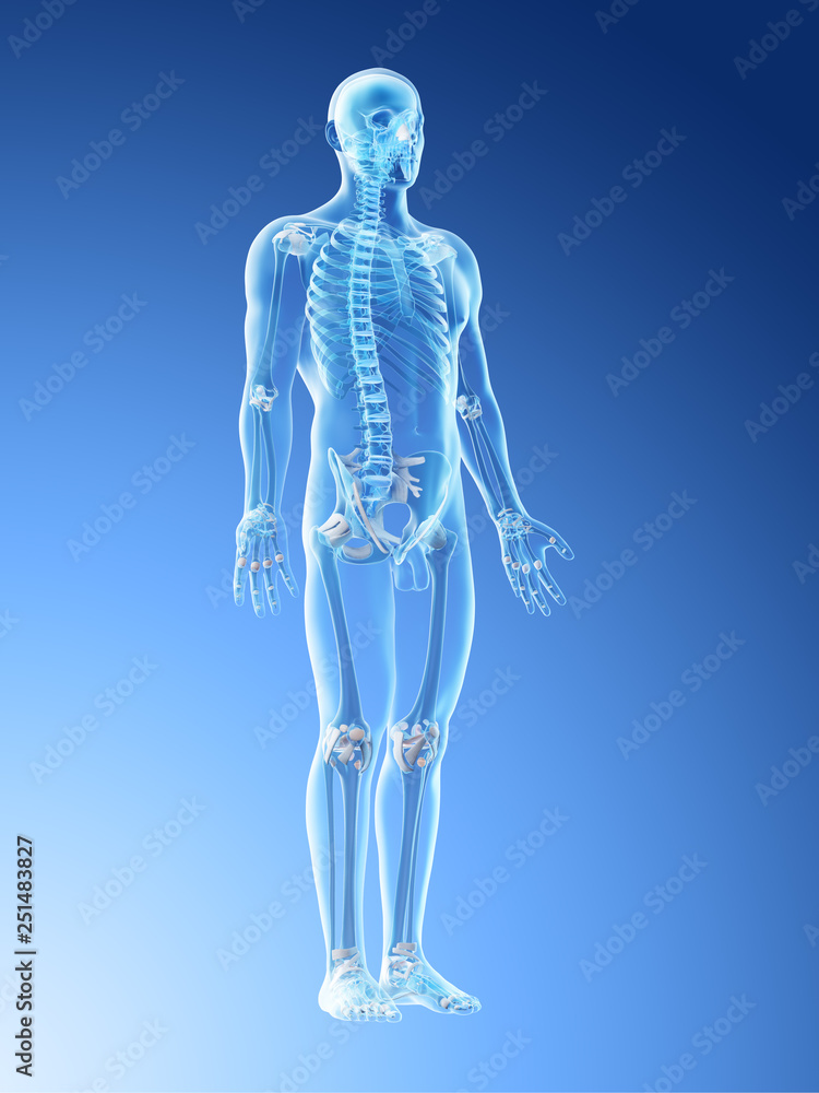 3d rendered illustration of a mans skeleton and ligaments 3d rendered illustration of a mans skeleton and ligaments
