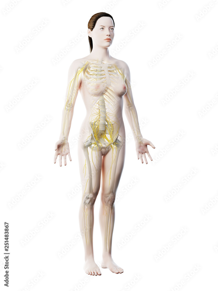 3d rendered illustration of a females nervous system 3d rendered illustration of a females nervous system