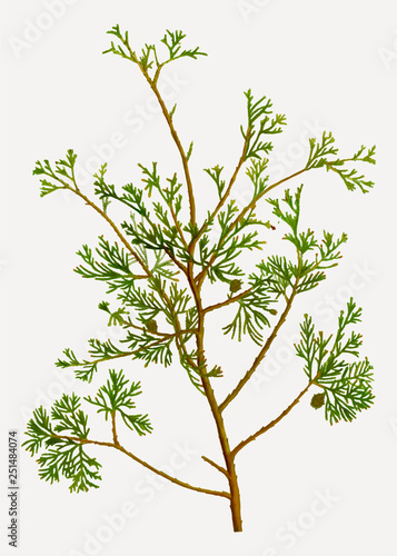 Atlantic white cypress branch