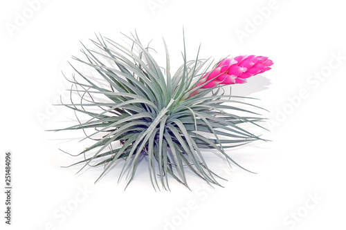 Tillandsia with pink flowering isolated on white background.Tillandsia are careless and low maintenance ornamental plants that required no soil  only plenty of water  sunlight and good airflow