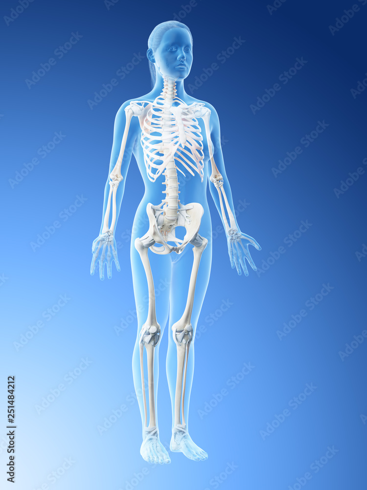 3d rendered illustration of a females skeleton and ligaments 3d rendered illustration of a females skeleton and ligaments