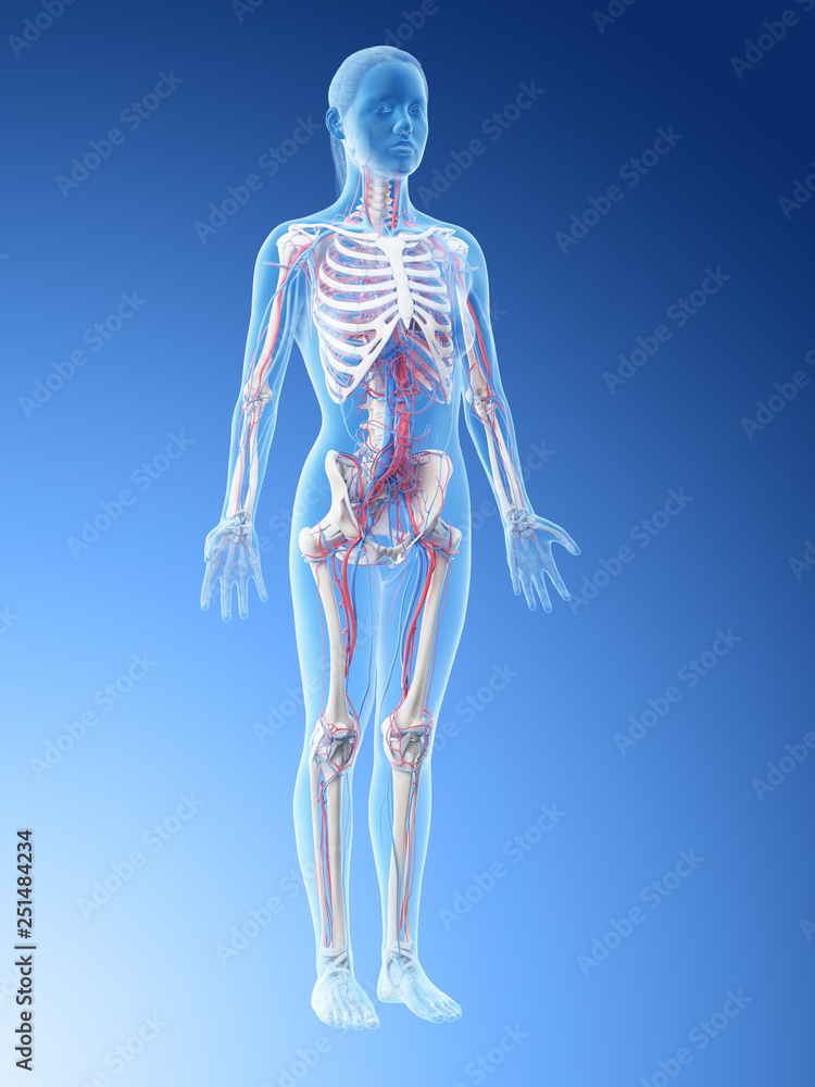 3d rendered illustration of a females vascular system 3d rendered illustration of a females vascular system