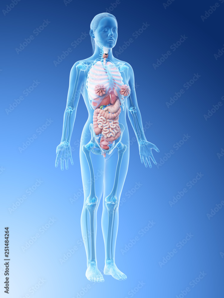 3d rendered illustration of a females organs 3d rendered illustration of a females organs