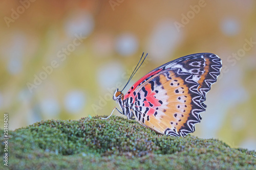 Butterfly : Leopard lacewing butterfly (Cethosia cyane)(Male) is a species of heliconiine butterfly found from India to southern China and Indochina. Selective focus, blurred background and copy space photo