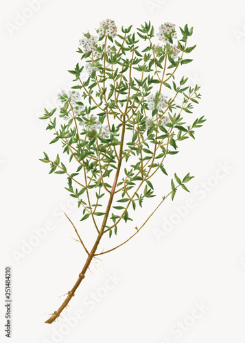 Garden thyme herb