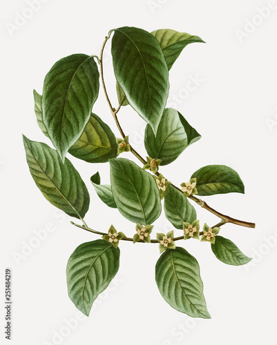 Date plum tree branch