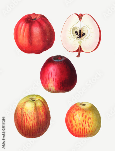 Vintage apple drawings