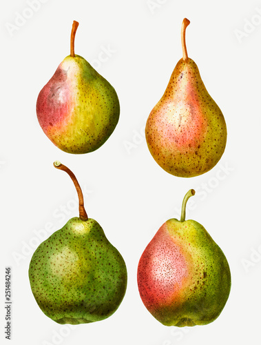 Pear types vintage drawing