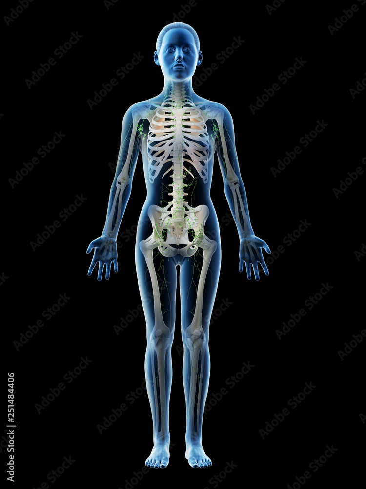 3d rendered illustration of a females lymphatic system