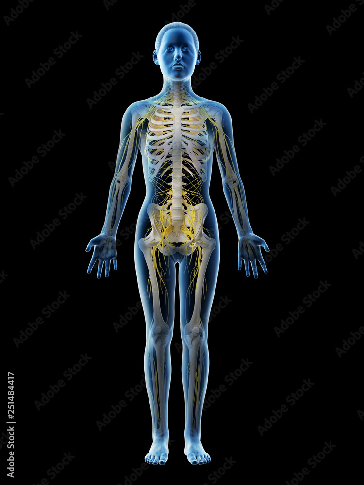 3d rendered illustration of a females nervous system 3d rendered illustration of a females nervous system