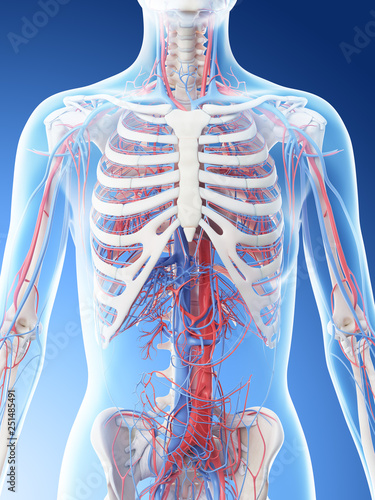3d rendered illustration of a females vascular system of the upper body