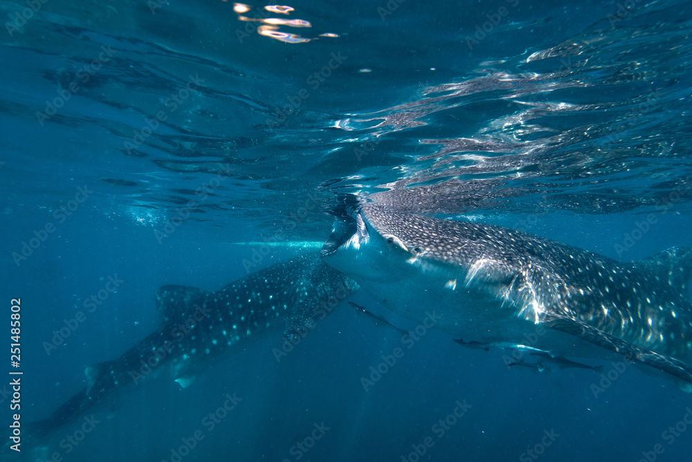 Fototapeta premium Feeding time for the whale sharks