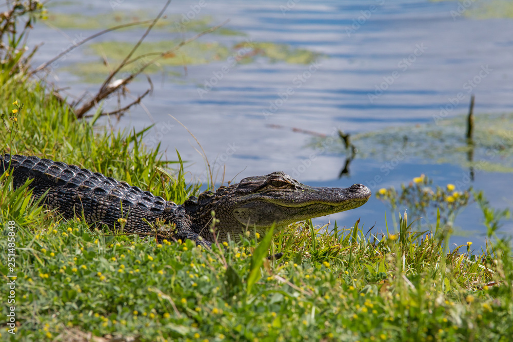 Obraz premium alligator in nature