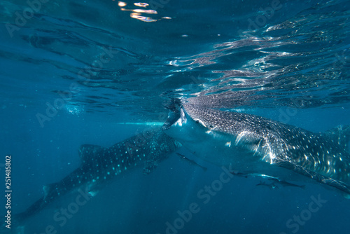 Feeding time for the whale sharks