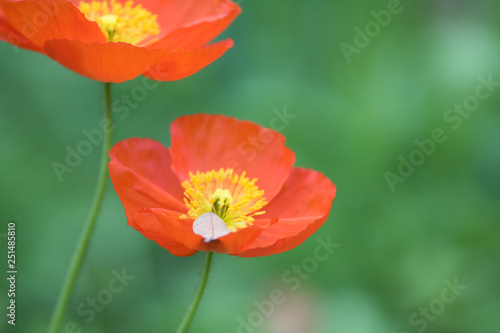 flower up close