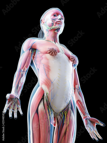 3d rendered illustration of a females upper body anatomy