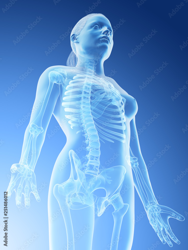 3d rendered illustration of a females skeletal upper body 3d rendered illustration of a females skeletal upper body