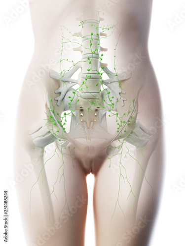 3d rendered illustration of a females abdominal lymph nodes photo