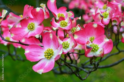 Bright pink Tree blossom with green background