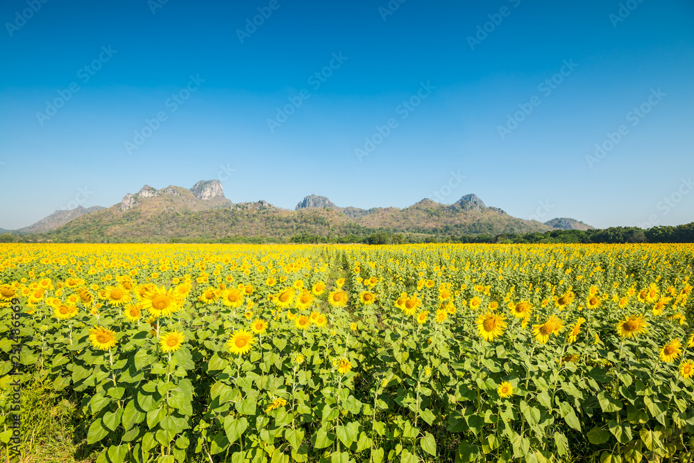 Beautiful blooming sunflowers field farming landscape with mountain hill and clear sunny day blue sky background in the summer morning, Thailand. Sunflowers oil is the non-volatile oil from seeds.