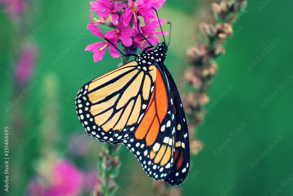 Close up of Monarch Butterfly resting on purple wildflowers Close up of Monarch Butterfly resting on purple wildflowers