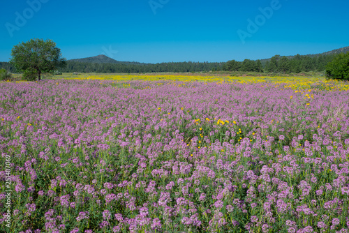 Rocky Mountain purple beeplant carpet of flowers in a dense field