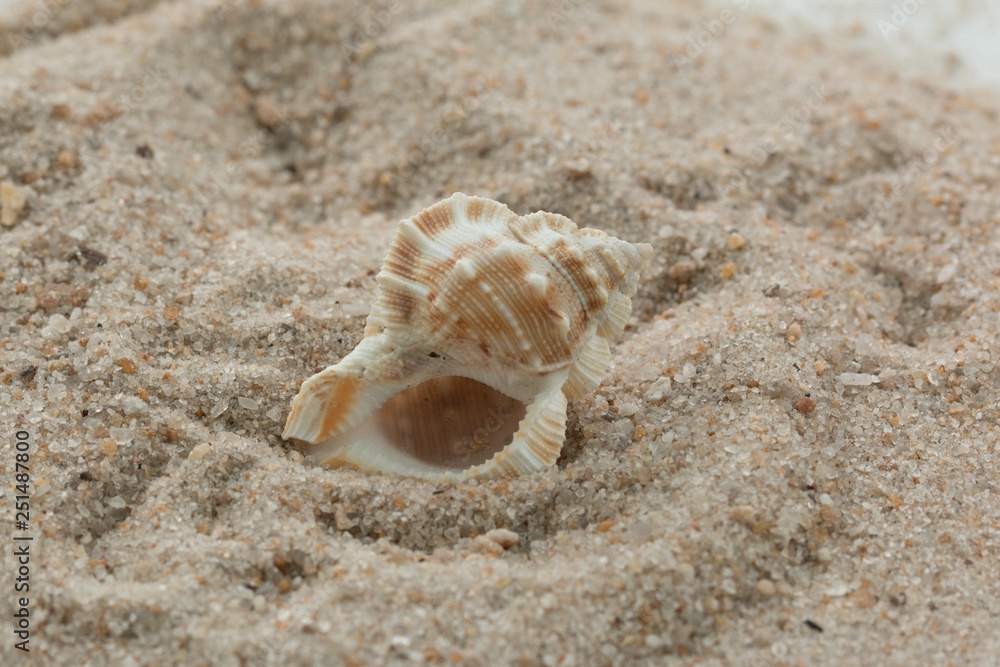 single sea shell in sand neutral single sea shell in sand neutral