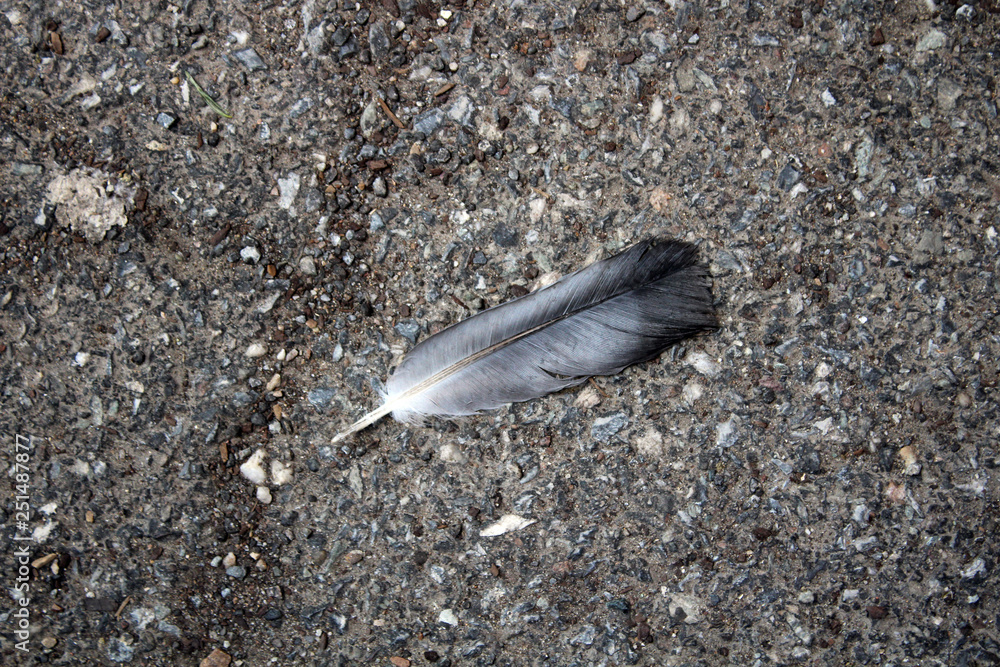 Obraz premium Feather on Gravel