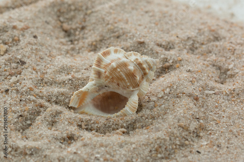 single sea shell in sand neutral