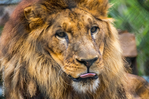 Fototapeta Naklejka Na Ścianę i Meble -  A muscular, deep-chested lion in Jacksonville, Florida