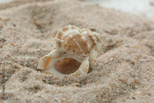 shells sand close beach