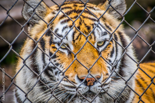 A black transverse stripes Siberian Tiger in Jacksonville  Florida