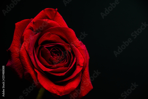 Fototapeta Naklejka Na Ścianę i Meble -  red rose isolated on black background