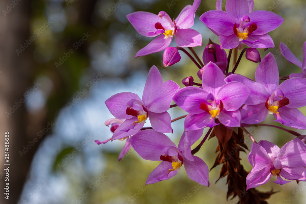 blooming flowers blooming flowers